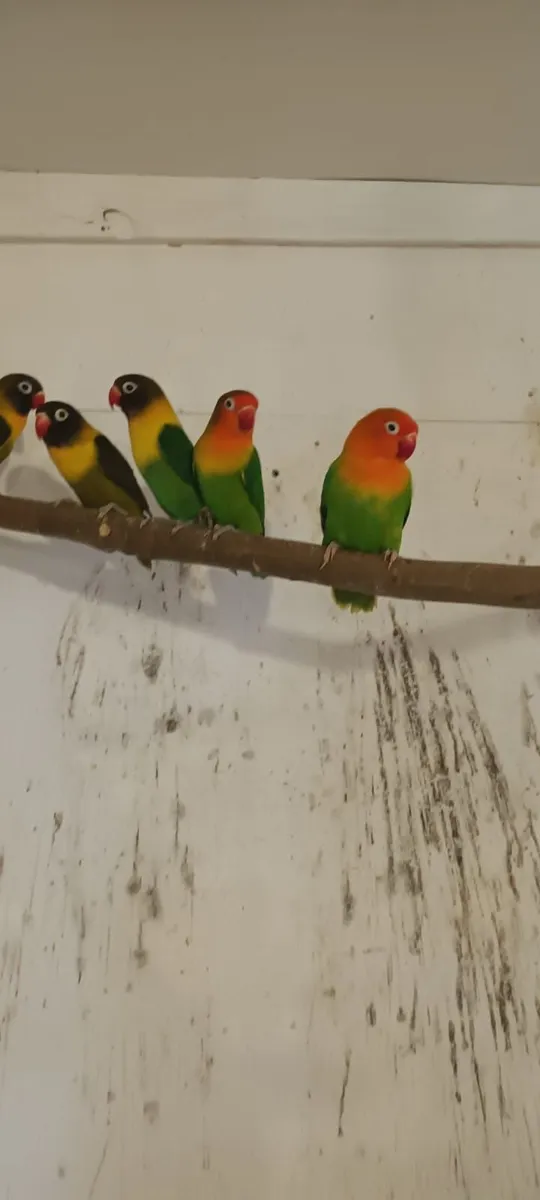 Lovebirds for sale - Image 4