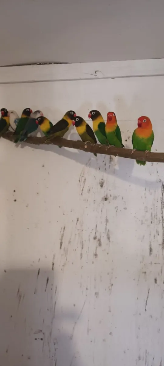 Lovebirds for sale - Image 1