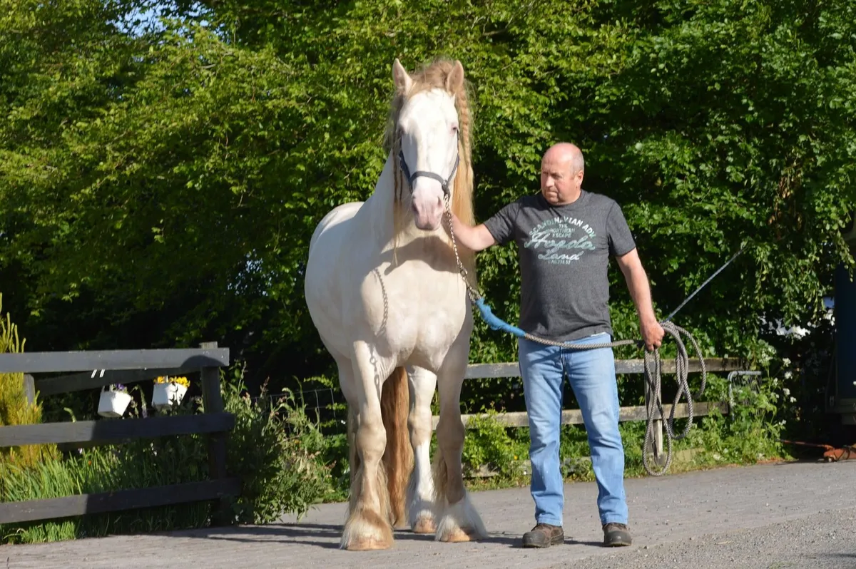 16.1hh Cremello Stallion, Registered. - Image 3
