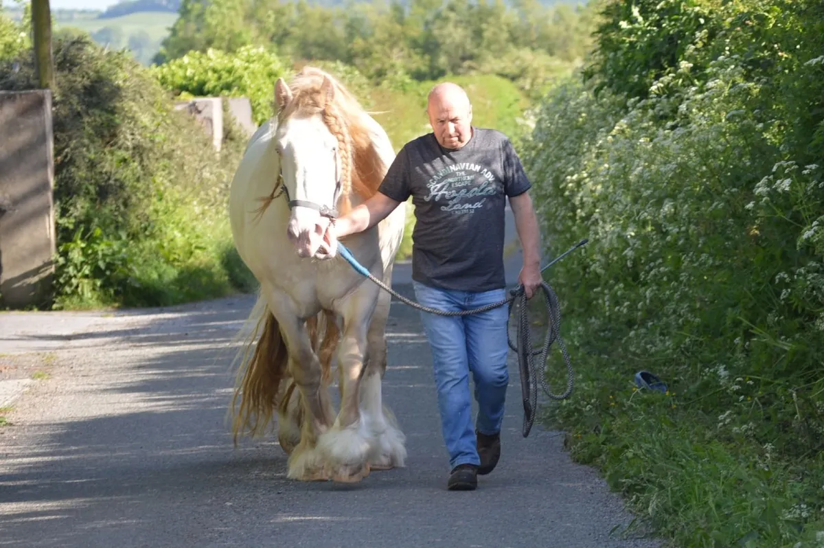 16.1hh Cremello Stallion, Registered. - Image 4