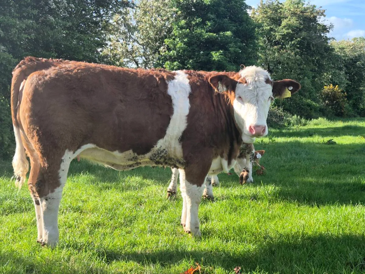 PEDIGREE POLLED SIMMENTAL BULLS AND HEIFERS - Image 1