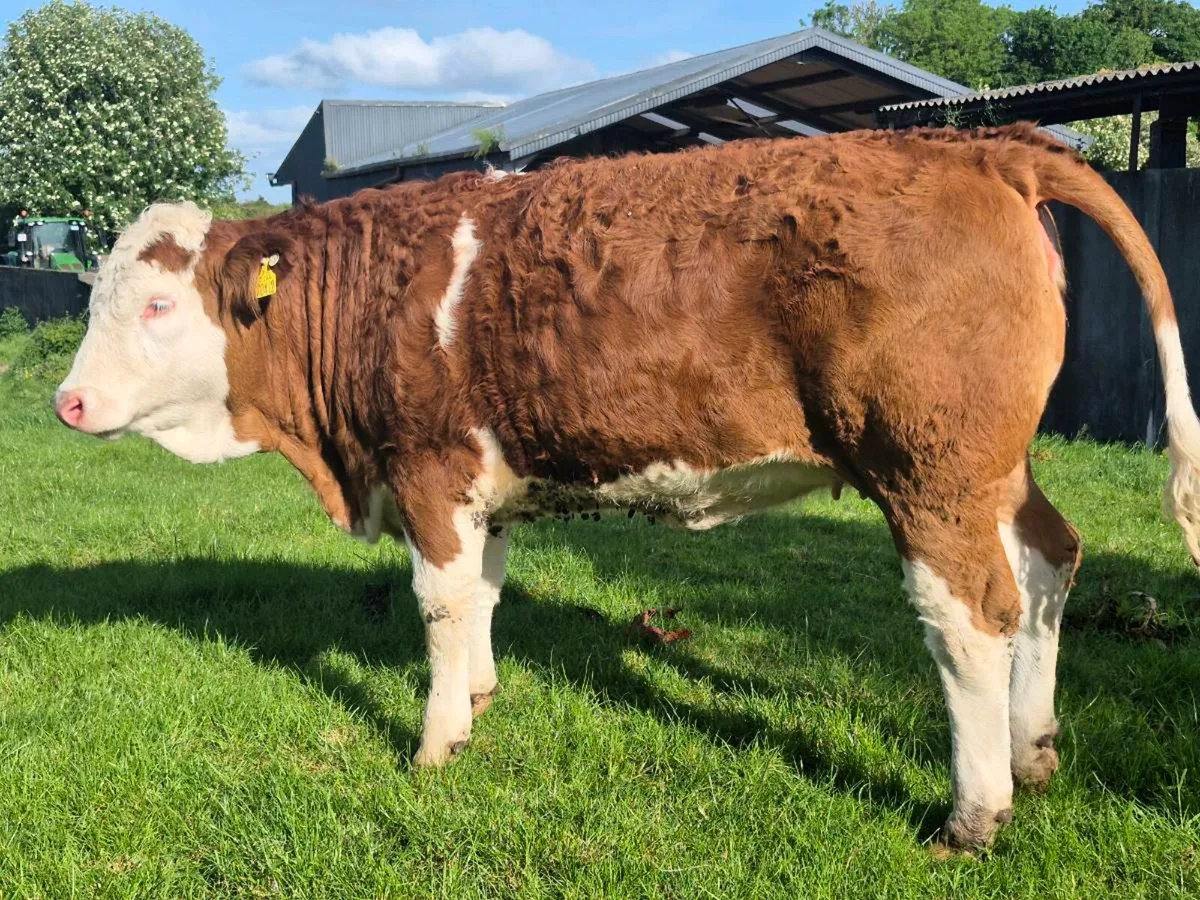 PEDIGREE POLLED SIMMENTAL BULLS AND HEIFERS - Image 2