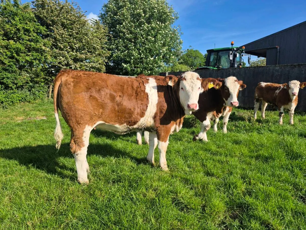 PEDIGREE POLLED SIMMENTAL BULLS AND HEIFERS - Image 3