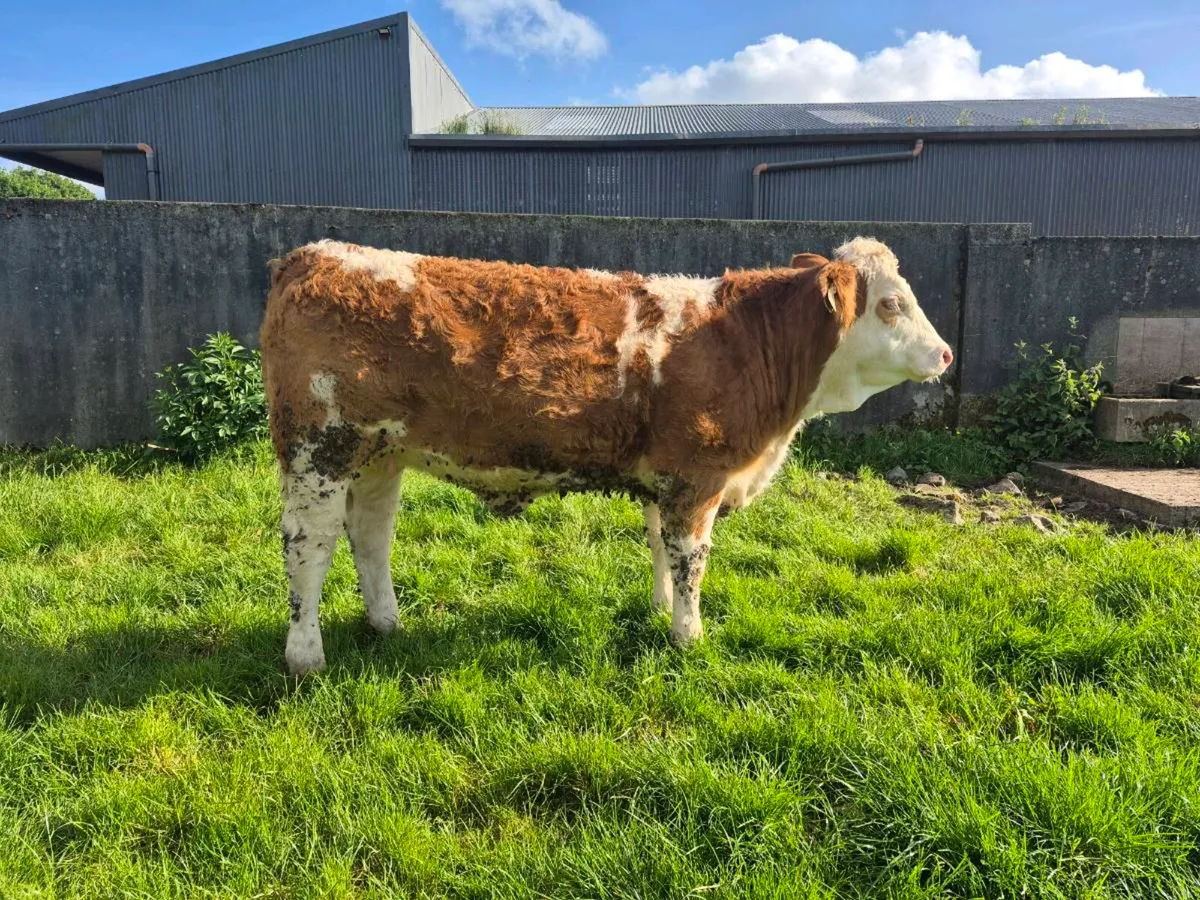 PEDIGREE POLLED SIMMENTAL BULLS AND HEIFERS - Image 4