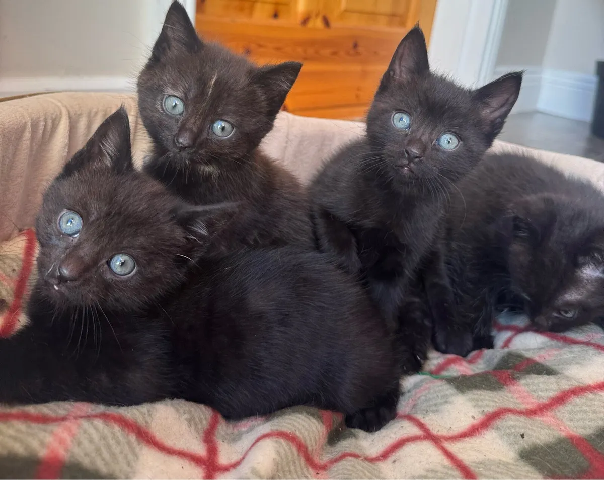 Kittens - Image 1