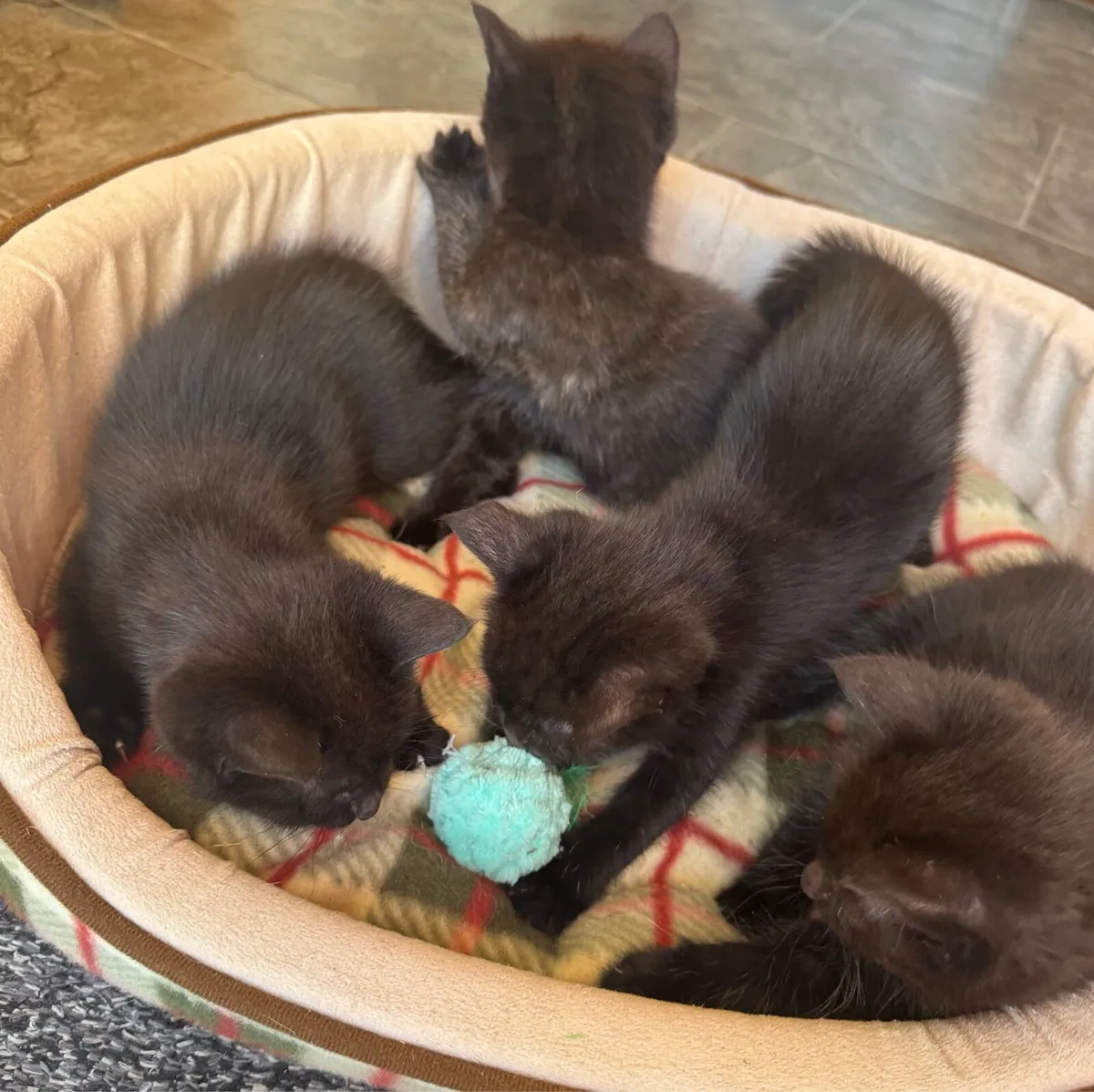 Kittens - Image 2