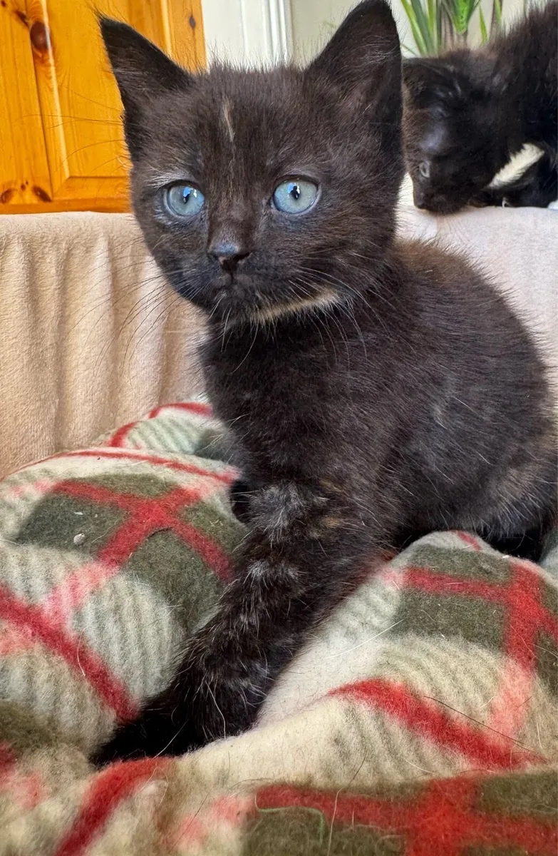 Kittens - Image 3