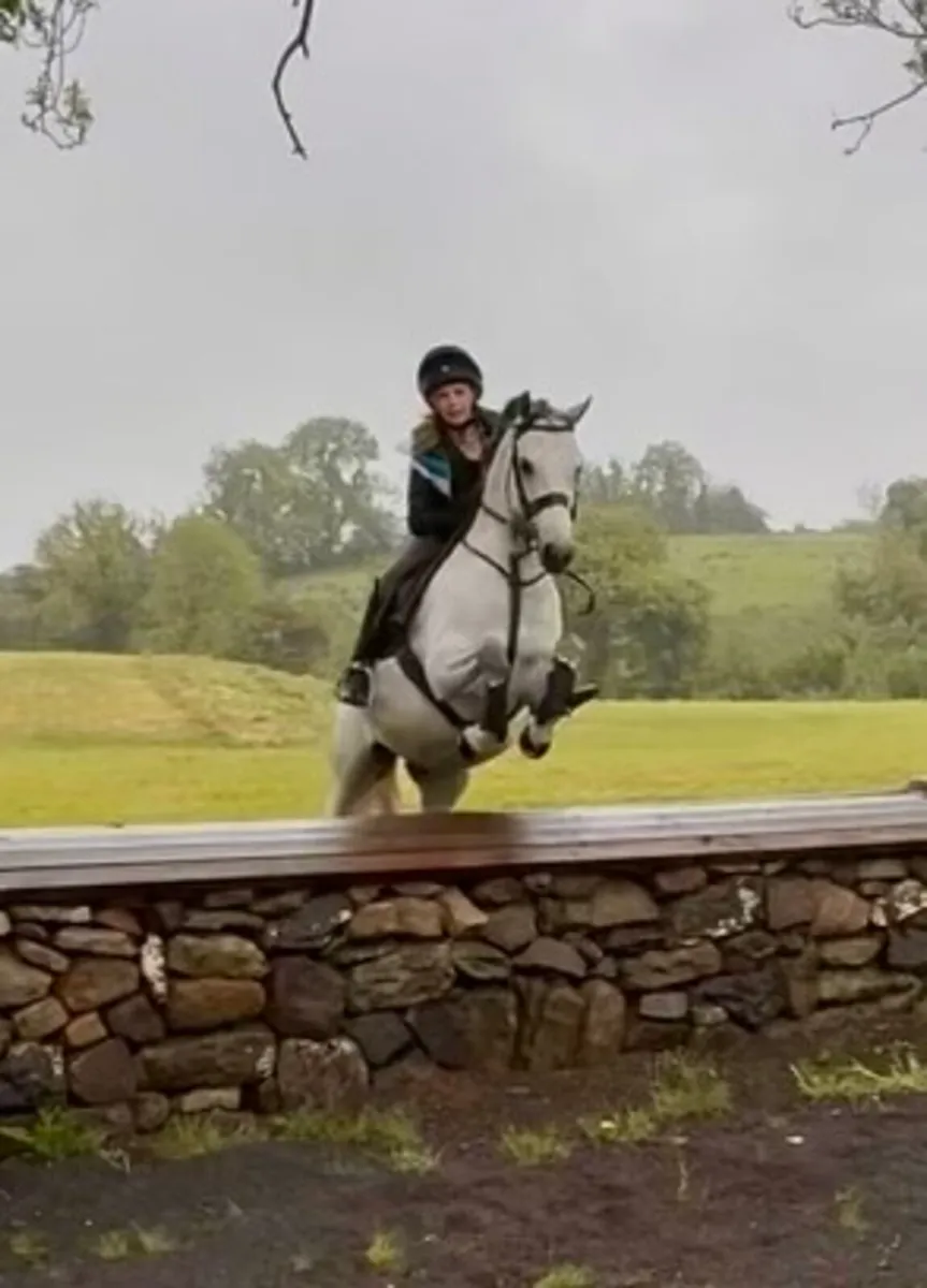 Palomino Pony - Image 3