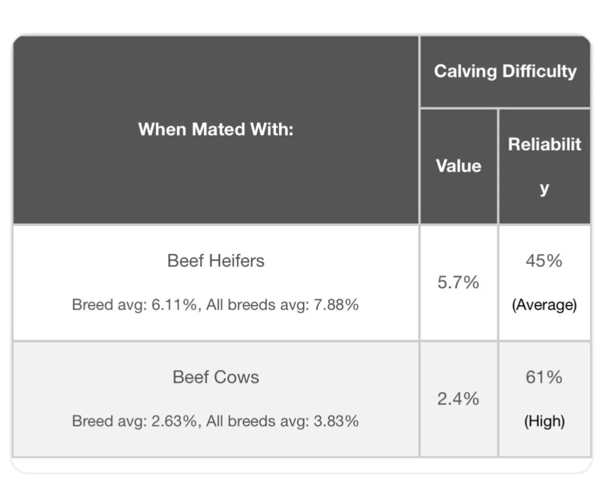 Pedigree 5star Aubrac bull - Image 3