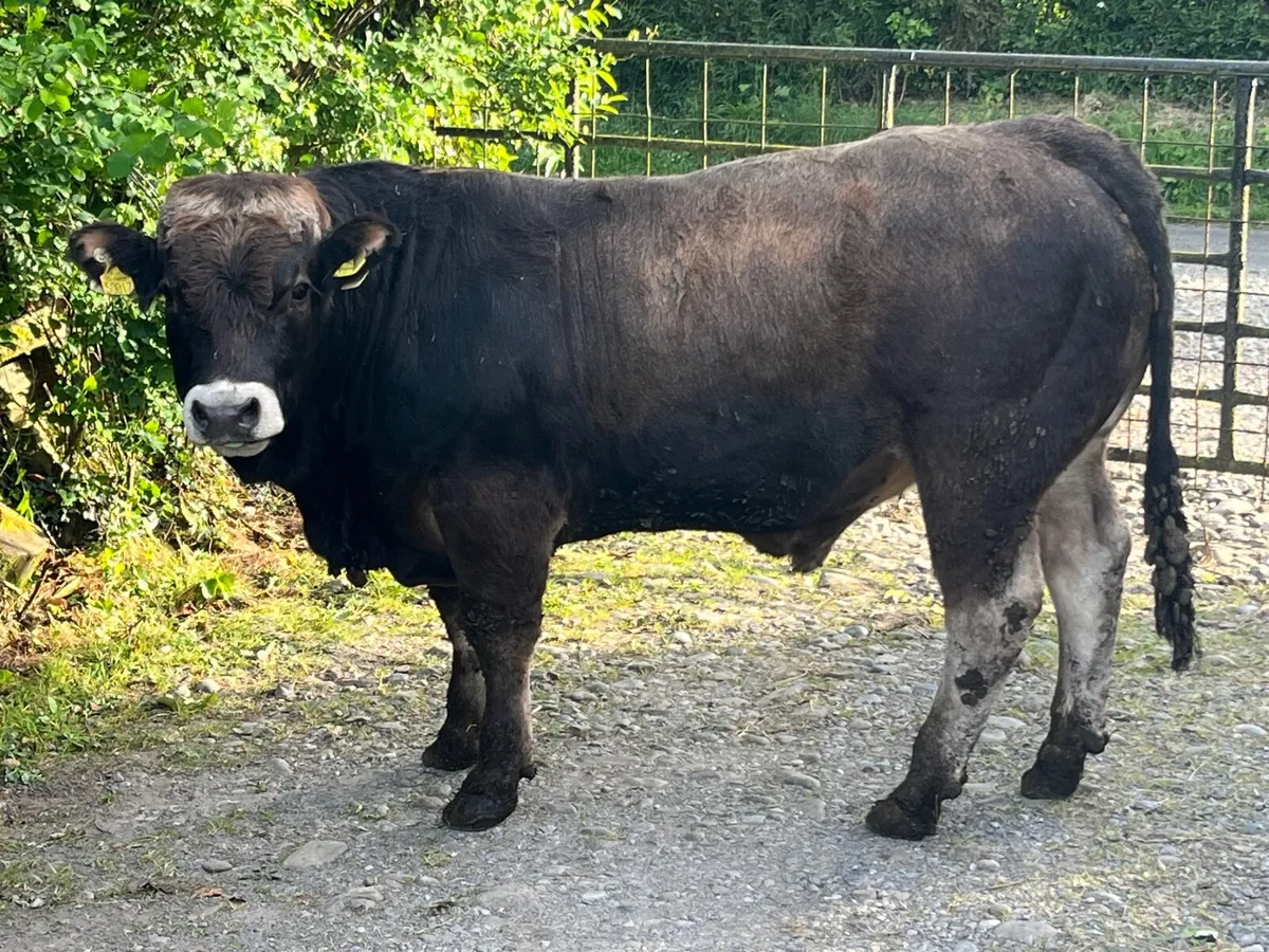 Pedigree 5star Aubrac bull - Image 1