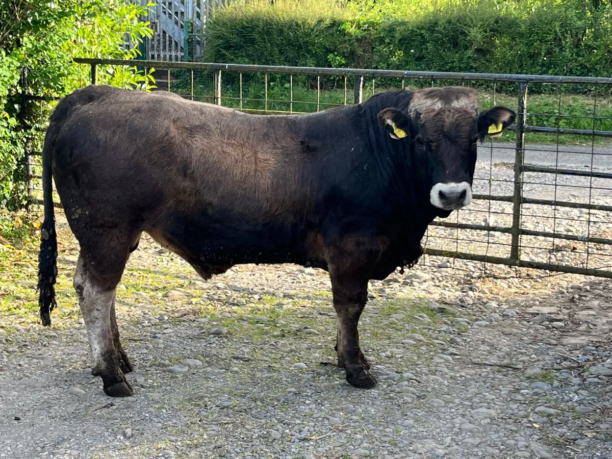 Pedigree 5star Aubrac bull - Image 4