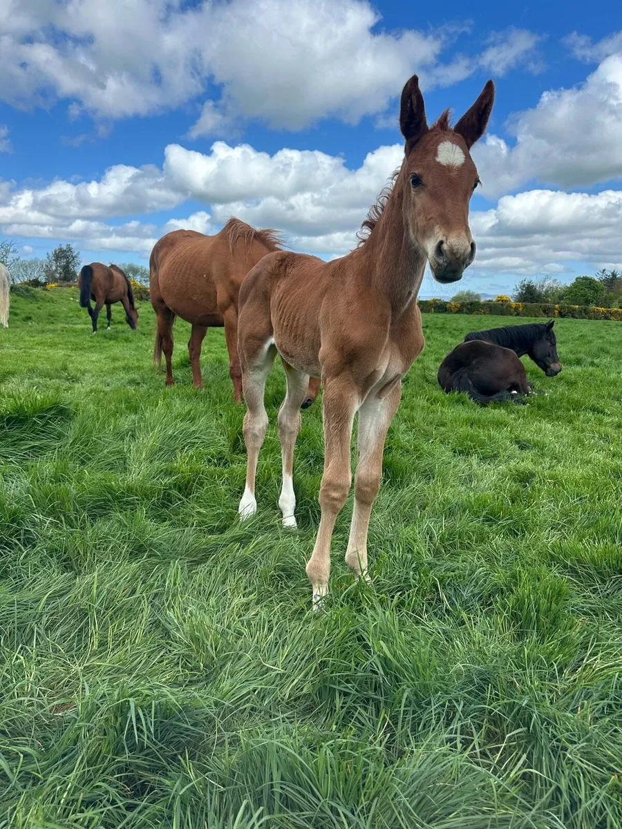 2026 Foal. Top Breeding! - Image 1