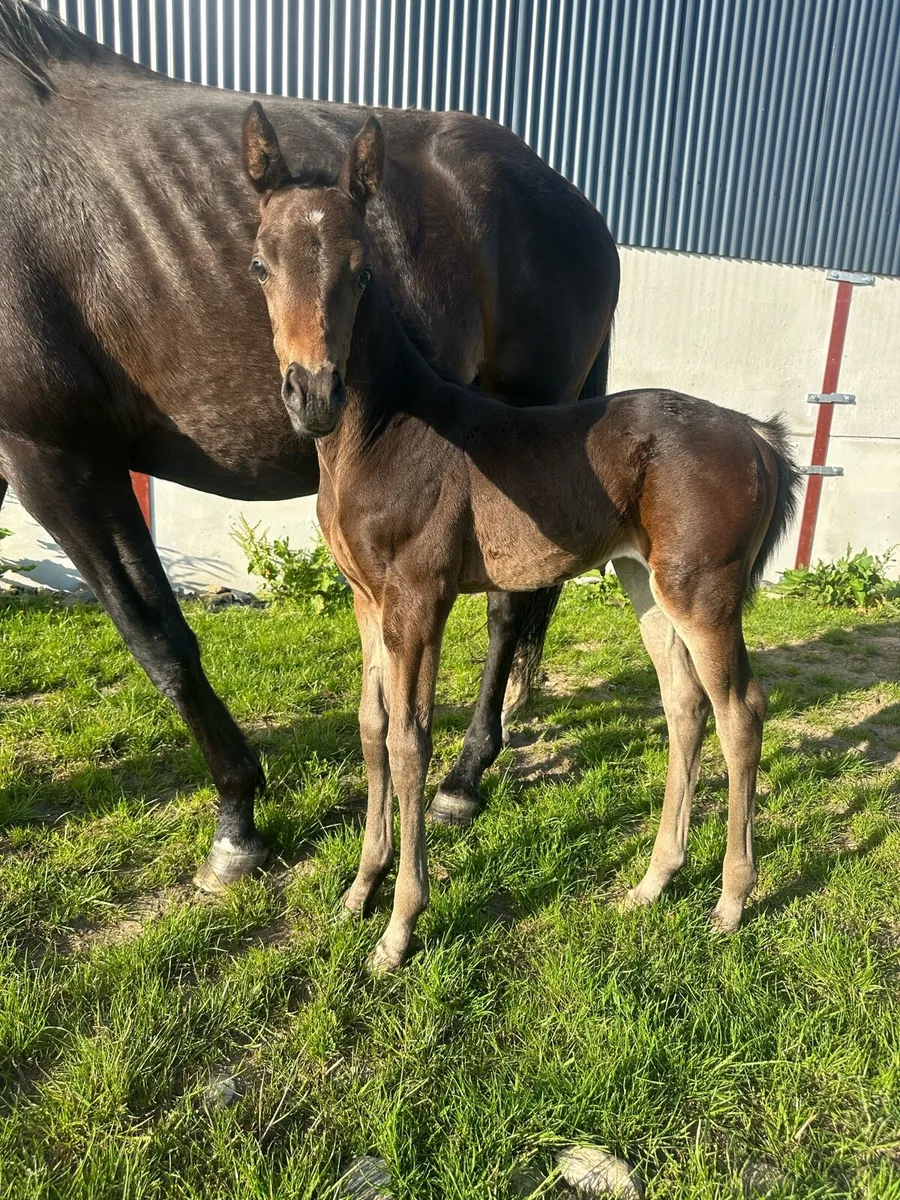 2026 Foal. Top Breeding! - Image 2