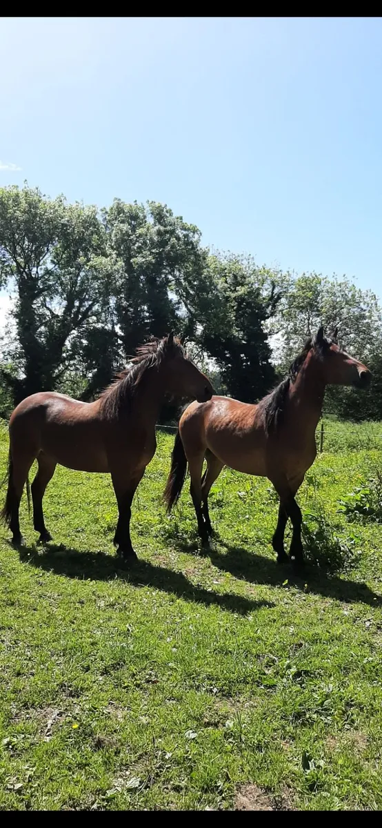 horse - Image 4