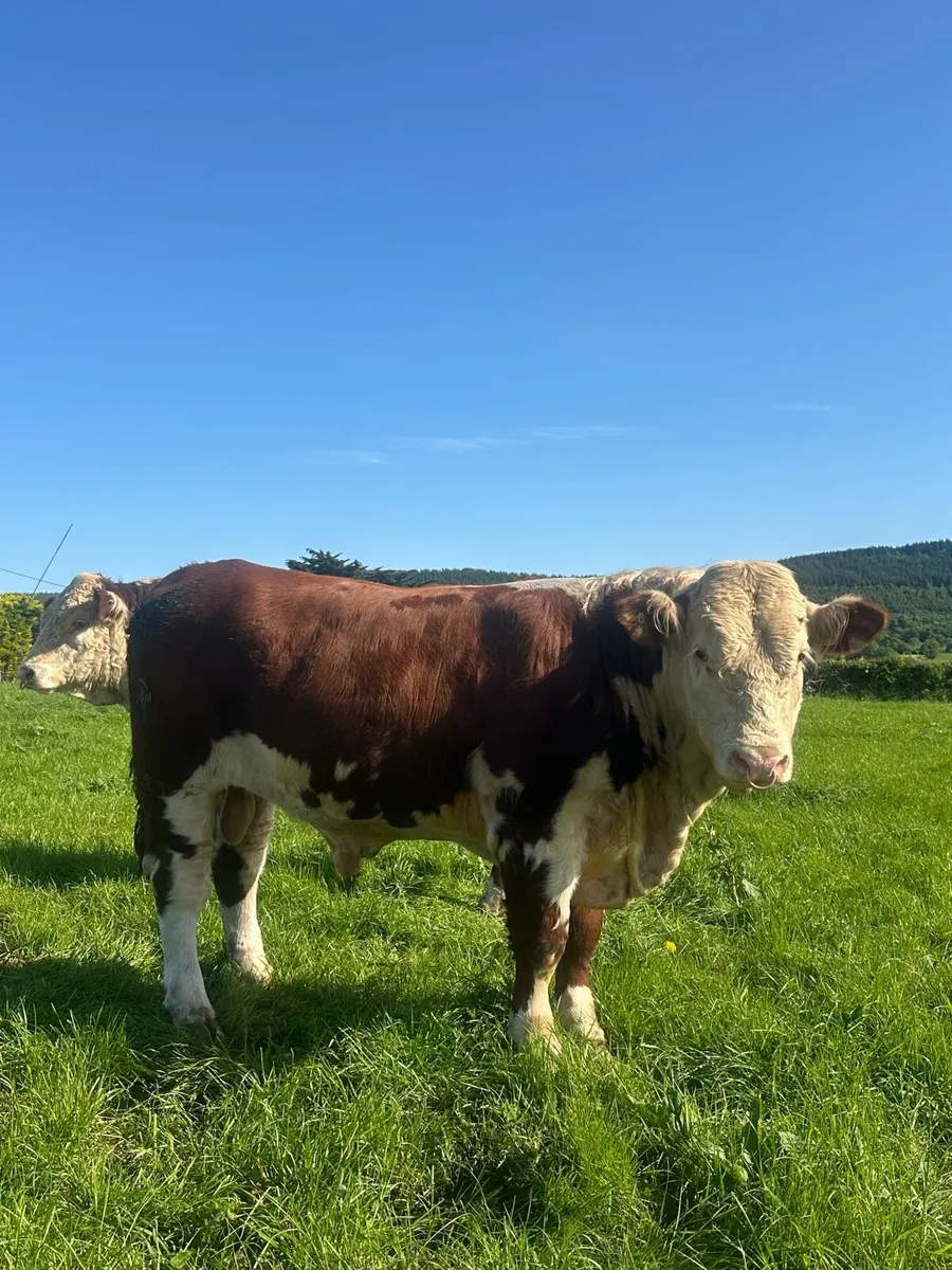 Hereford Bulls - Image 2