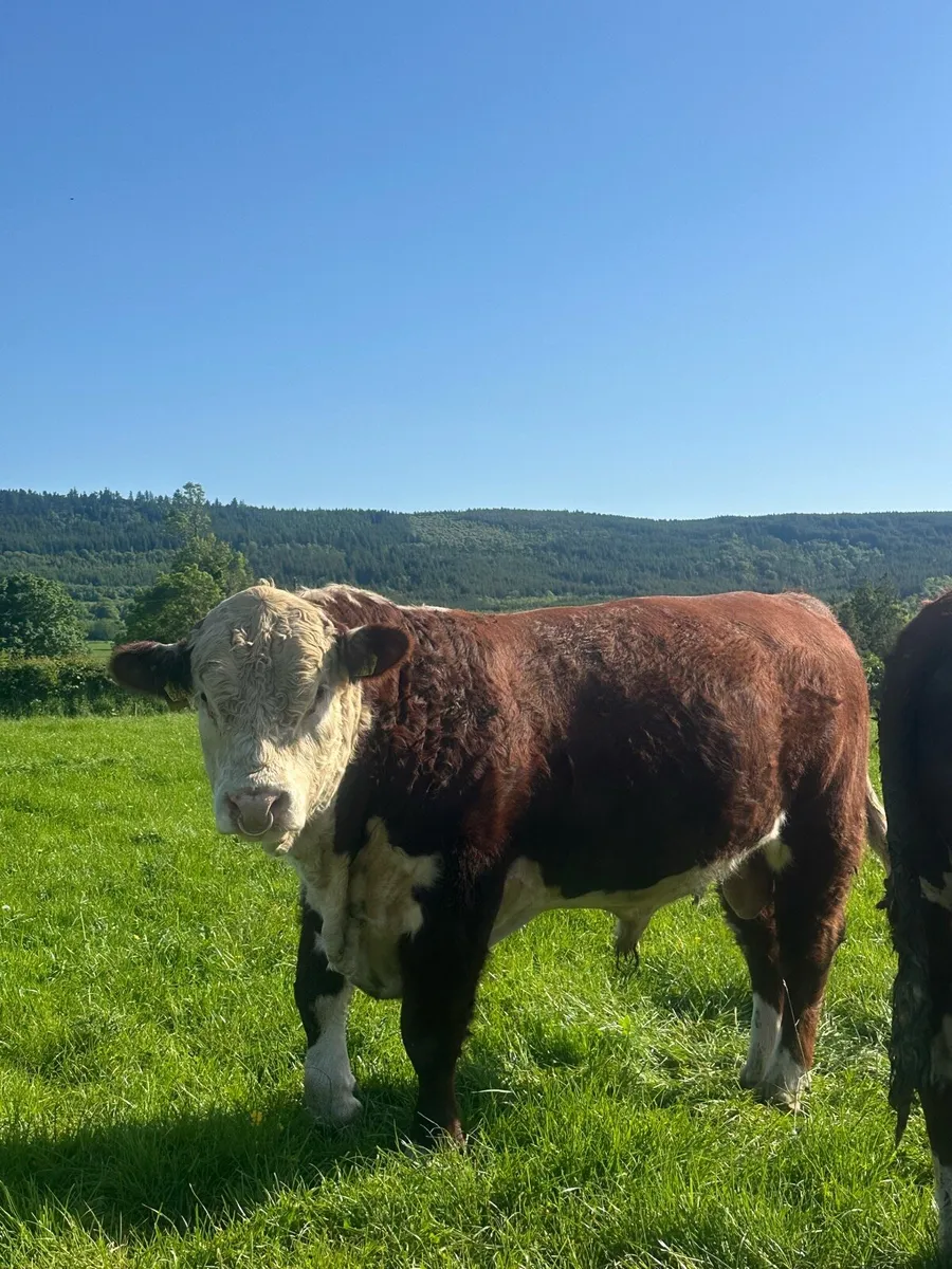Hereford Bulls - Image 3