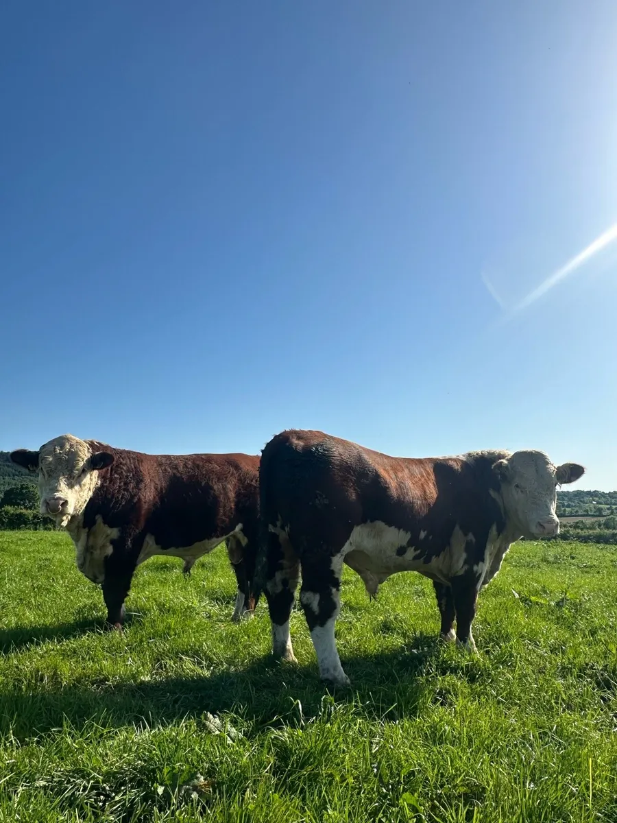 Hereford Bulls - Image 4