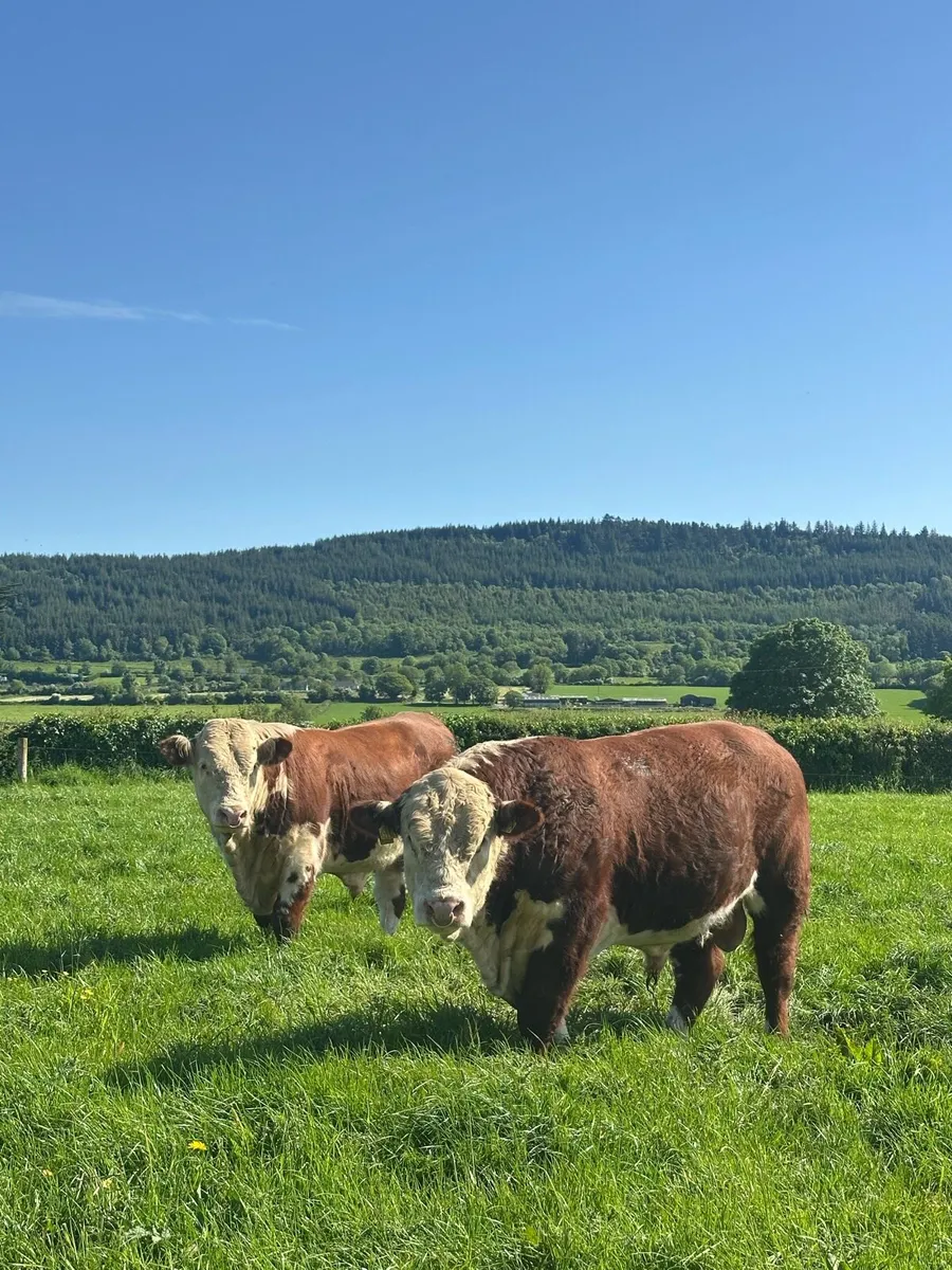 Hereford Bulls - Image 1