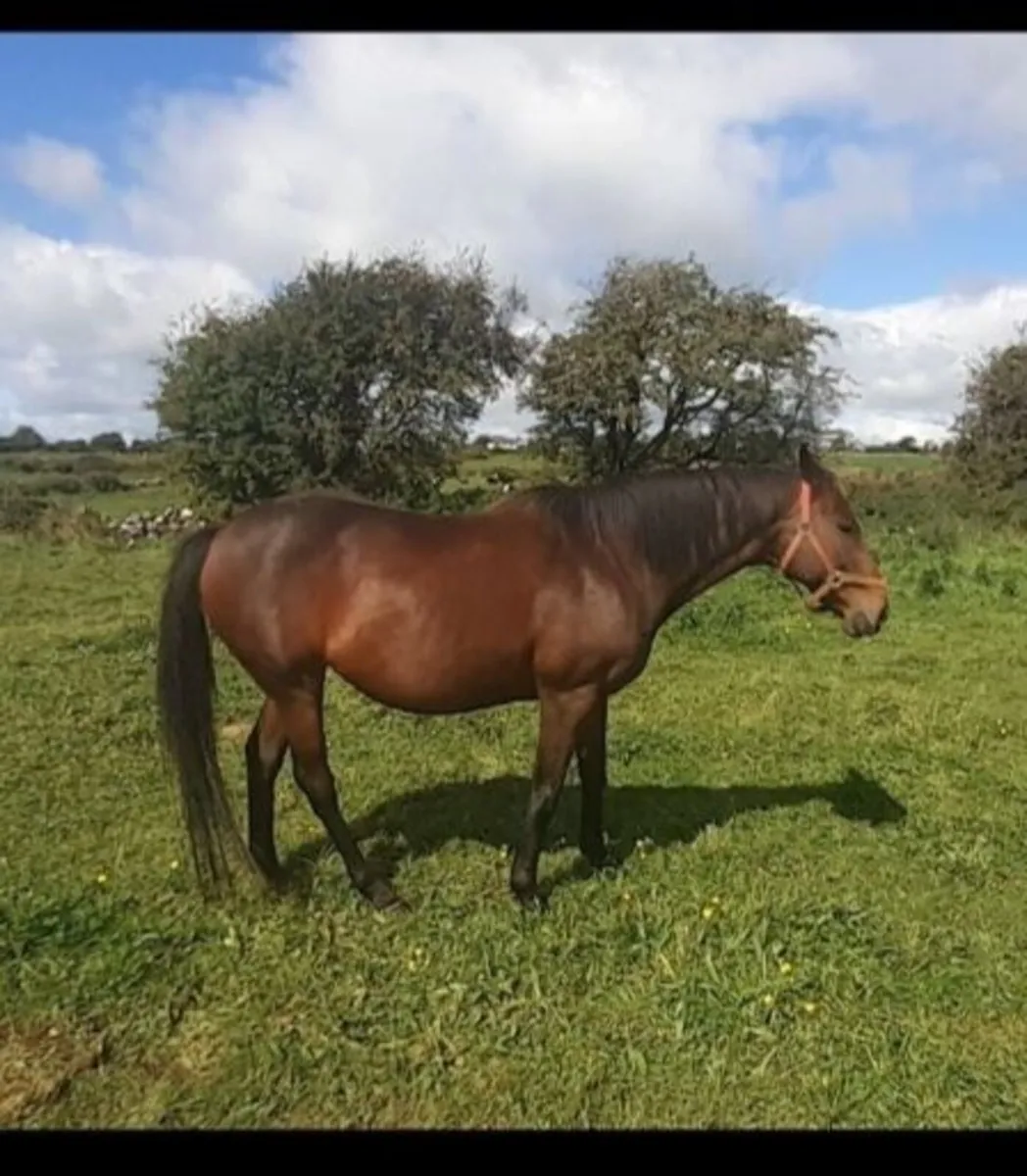 GAMUT GELDING - Image 1