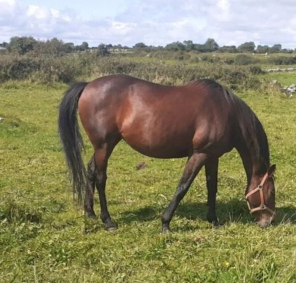 GAMUT GELDING - Image 2
