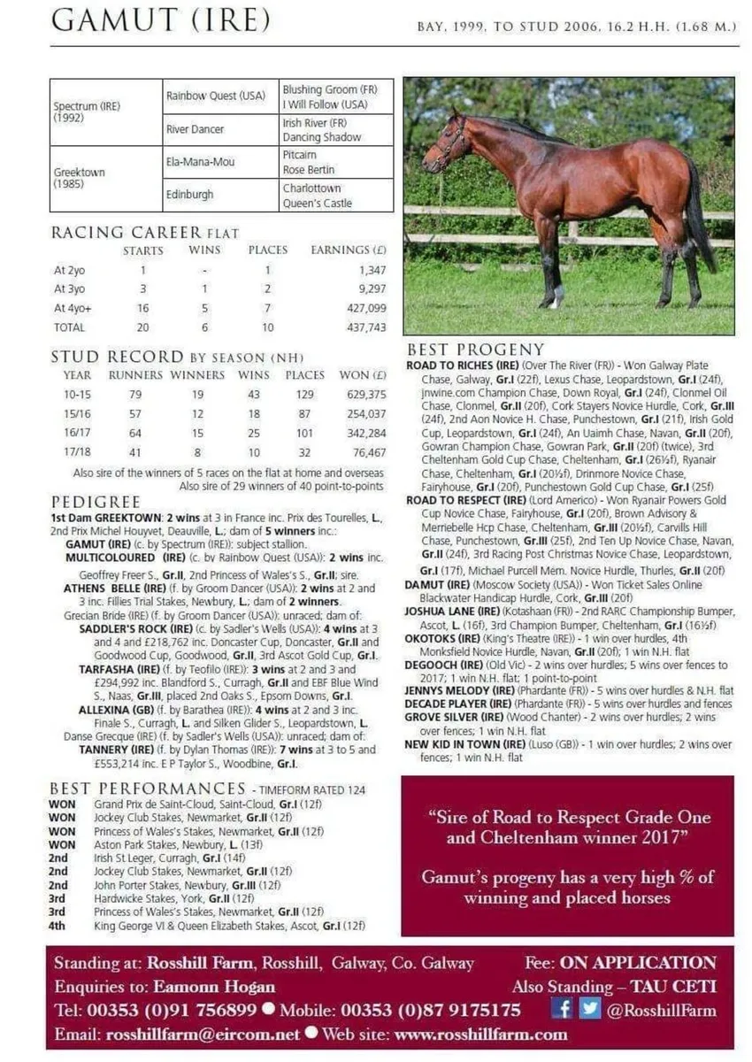 GAMUT GELDING - Image 3
