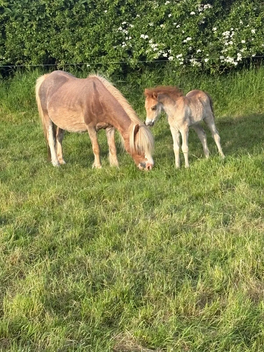 ✅Small Mare Pony With Filly Foal Forsale✅ - Image 1