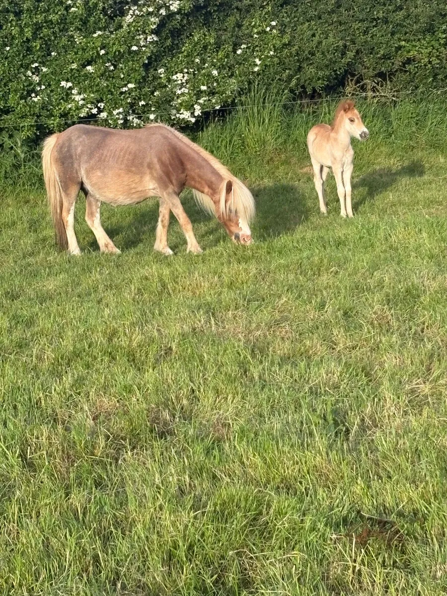 ✅Small Mare Pony With Filly Foal Forsale✅ - Image 2