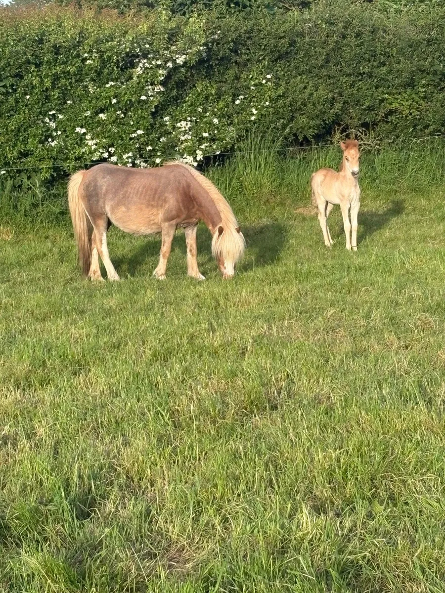 ✅Small Mare Pony With Filly Foal Forsale✅ - Image 3