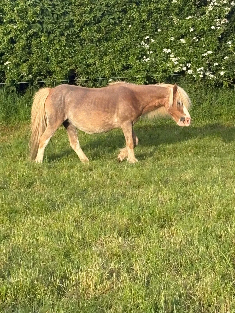 ✅Small Mare Pony With Filly Foal Forsale✅ - Image 4