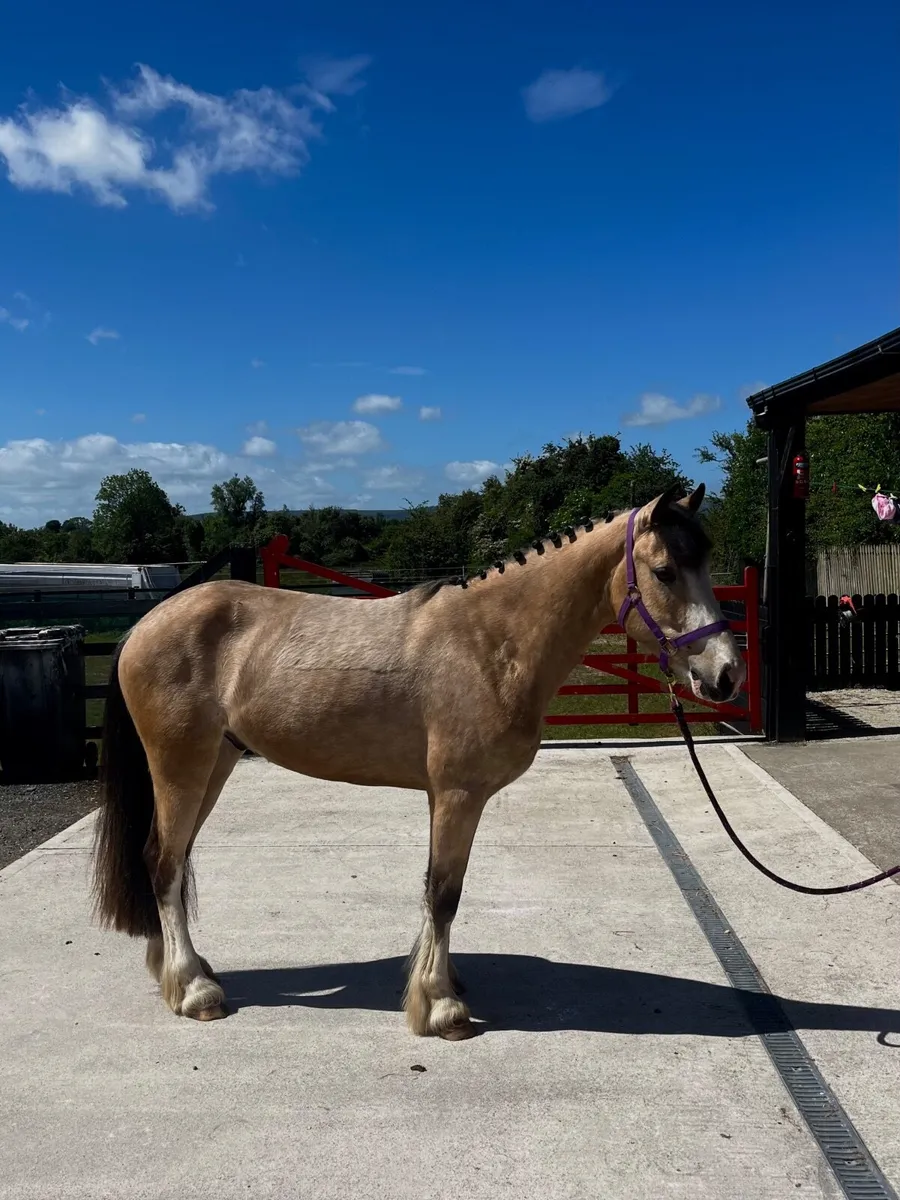Pony - Image 2