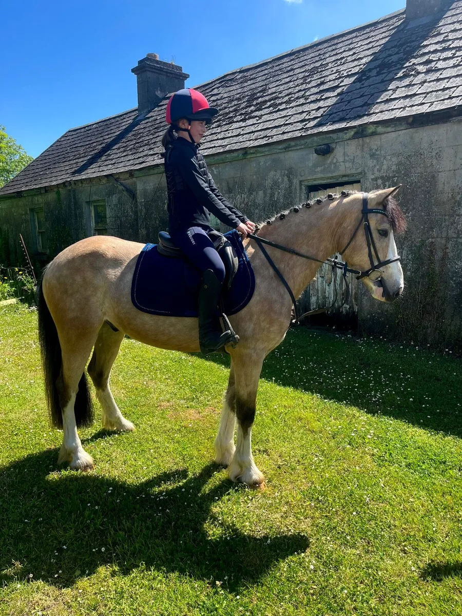 Pony - Image 1