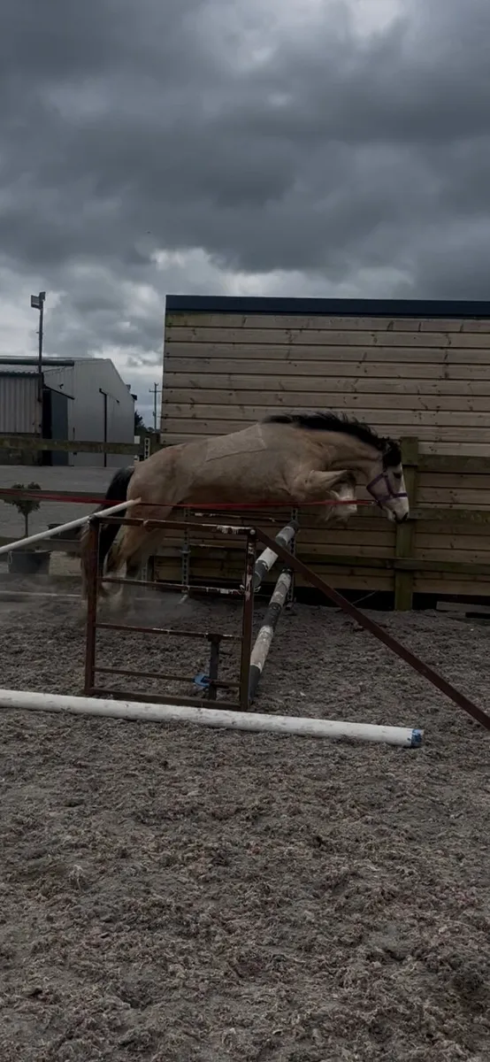 Pony - Image 3