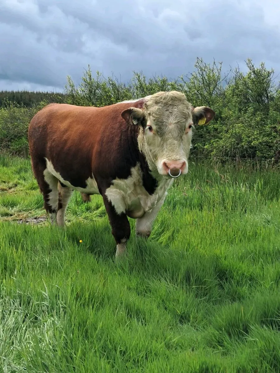 Hereford Bull - Image 1