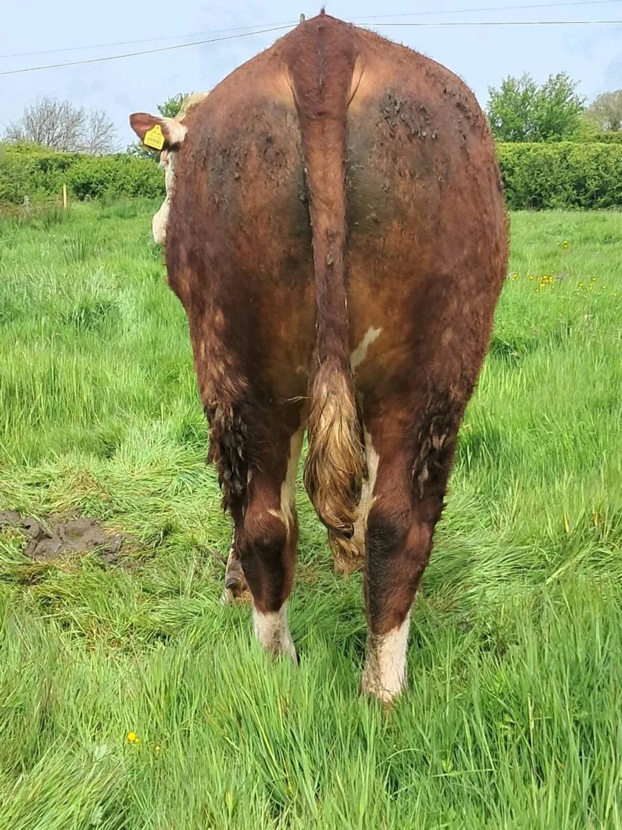 Hereford Bull - Image 4