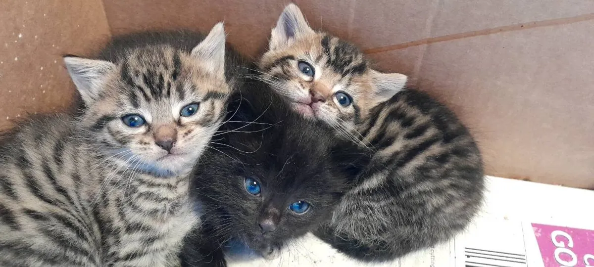 Cute fluffy kittens - Image 1