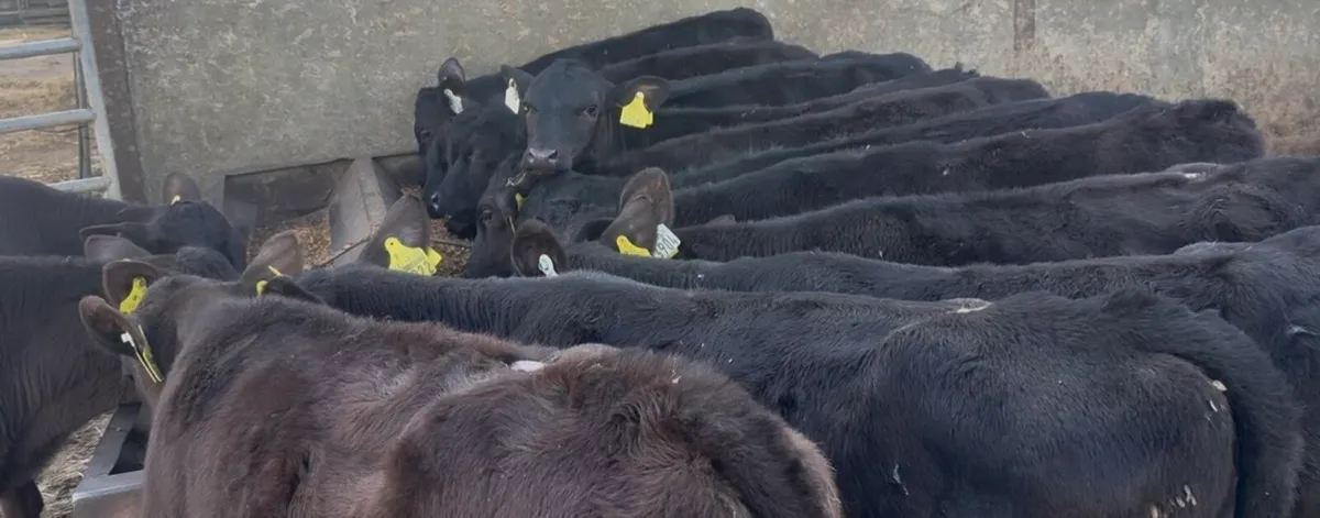 17 smashing AA heifers - Image 1