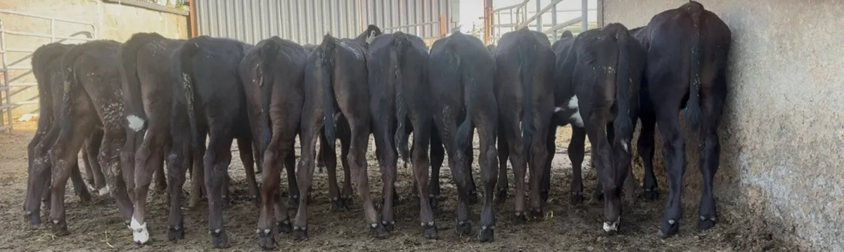 17 smashing AA heifers - Image 3