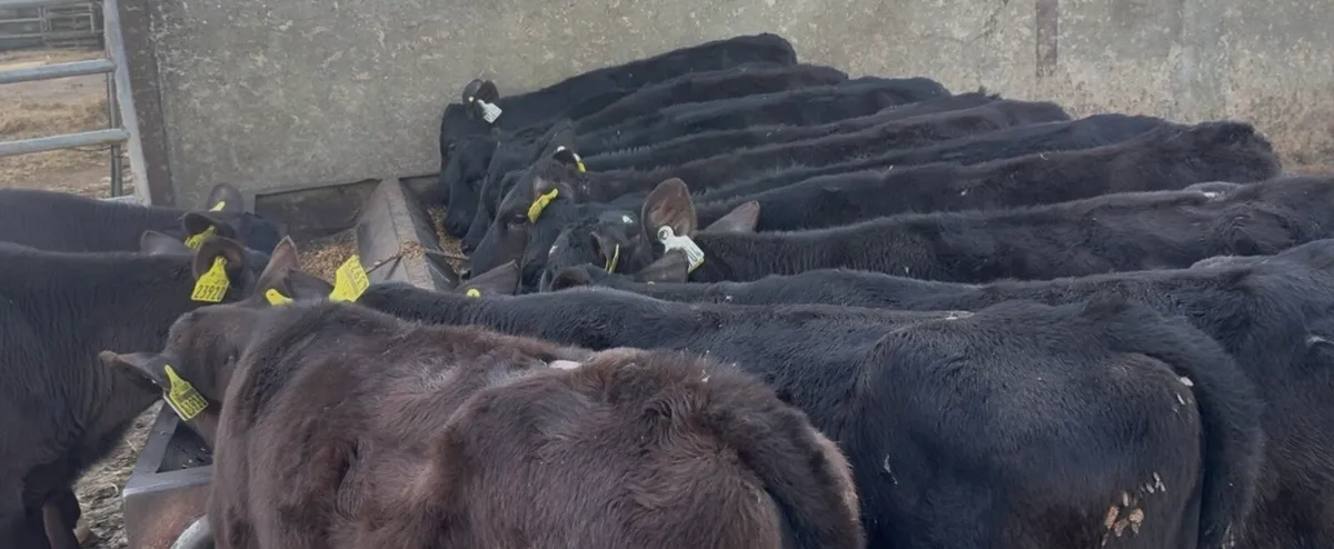 17 smashing AA heifers - Image 2