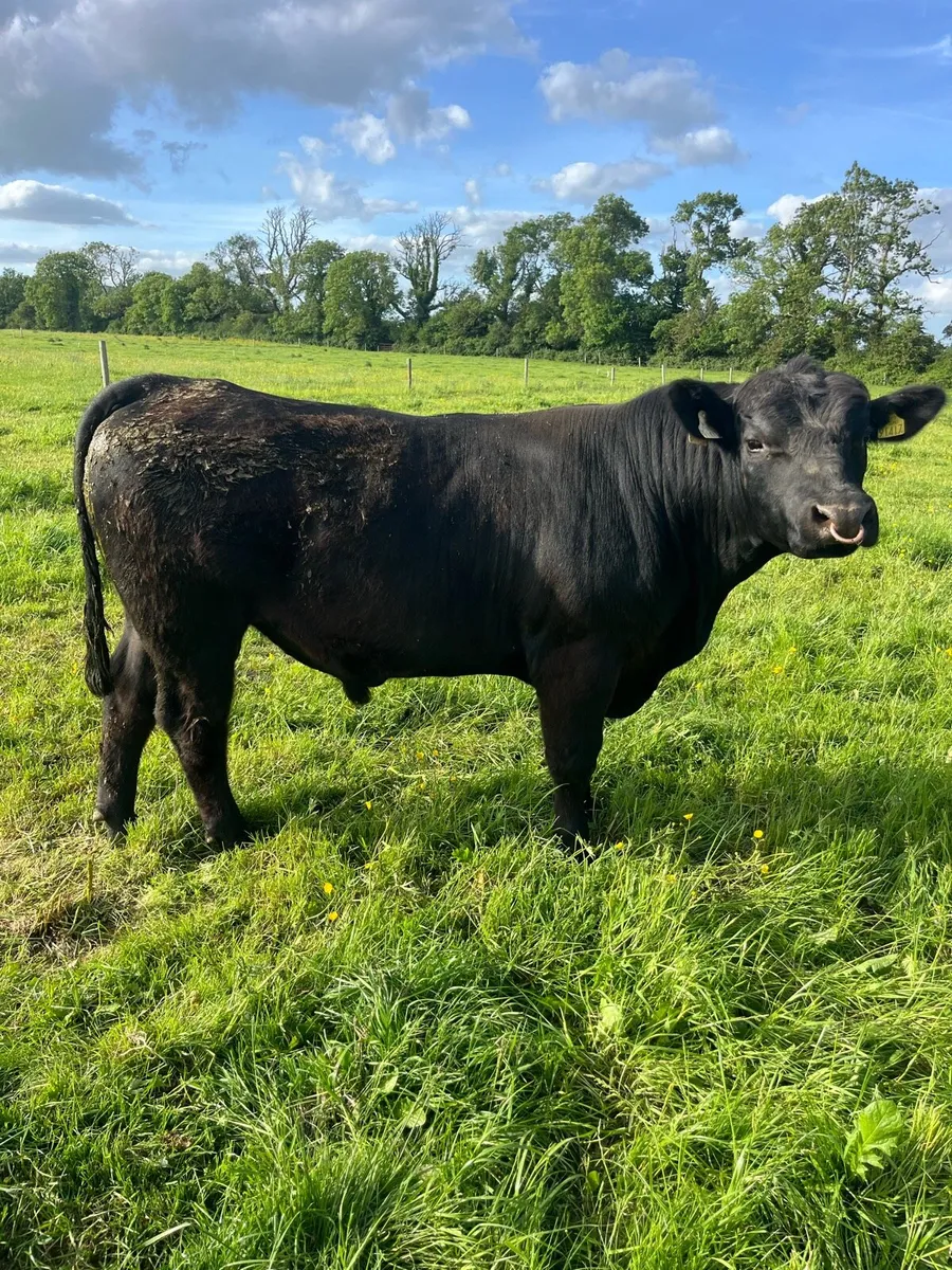 Bull Pedigree Aberdeen Angus - Image 3