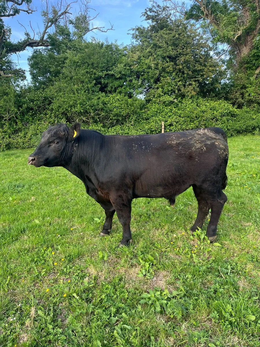 Bull Pedigree Aberdeen Angus - Image 4