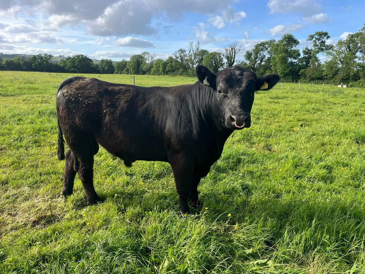 Bull Pedigree Aberdeen Angus - Image 1
