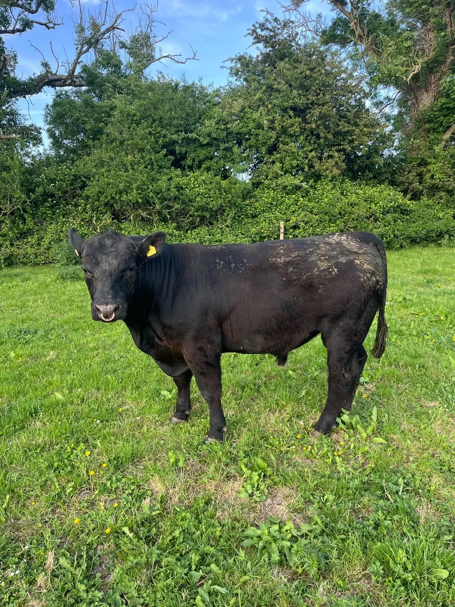 Bull Pedigree Aberdeen Angus - Image 2