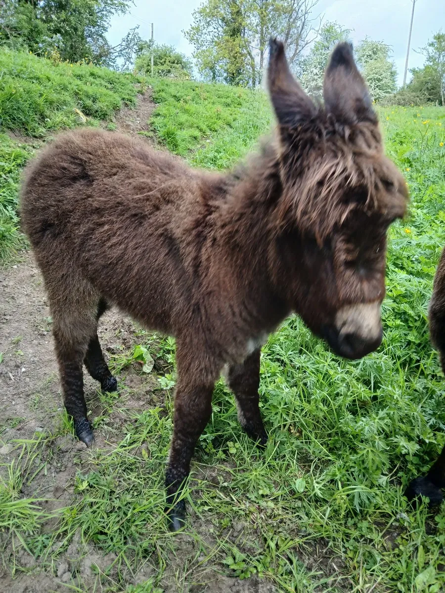 chestnut jack donkey & miniature  foal - Image 1