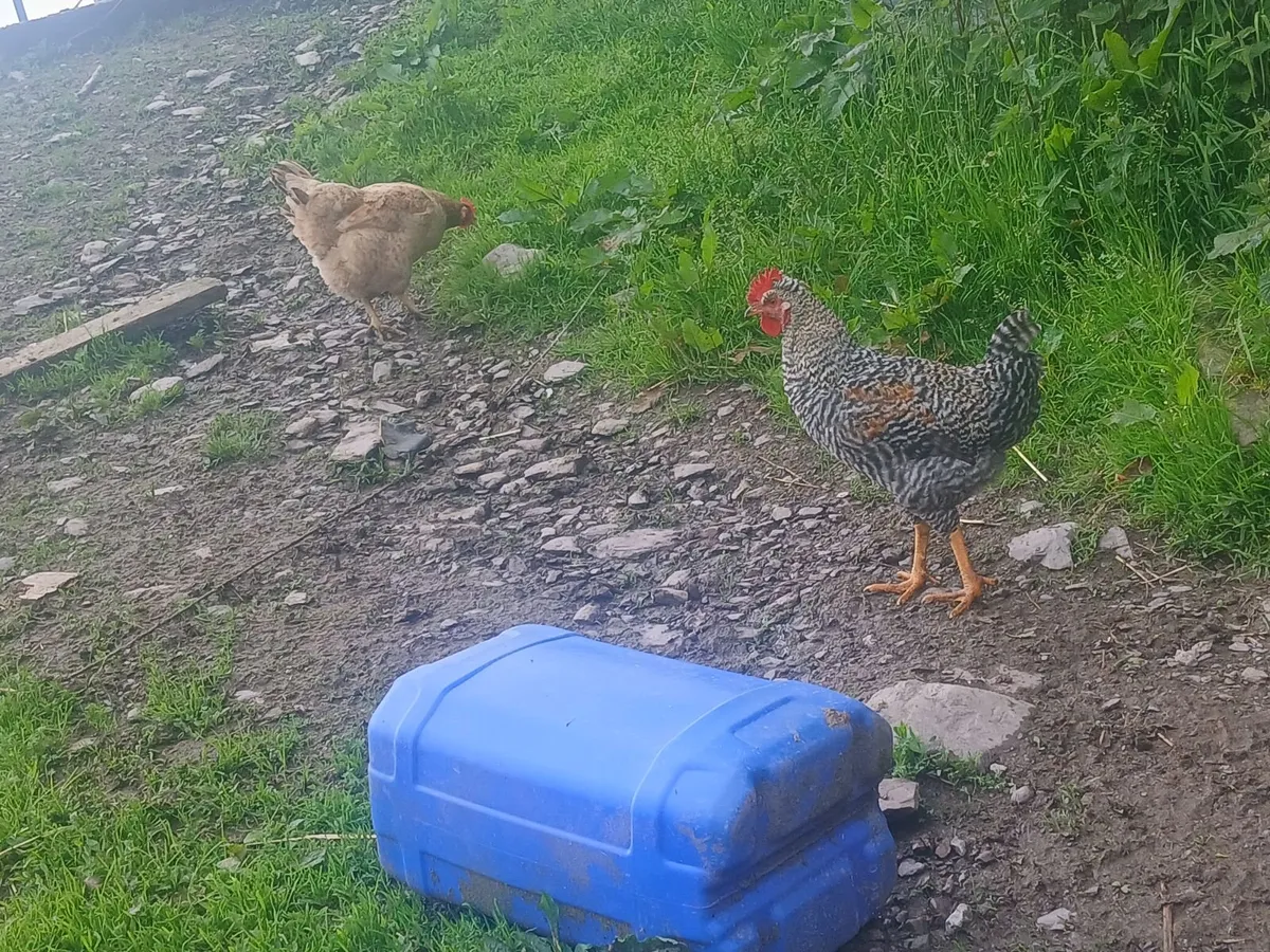 Roosters - Image 4