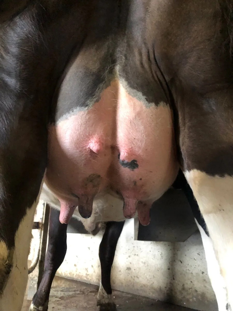 Dairy heifer - Image 2