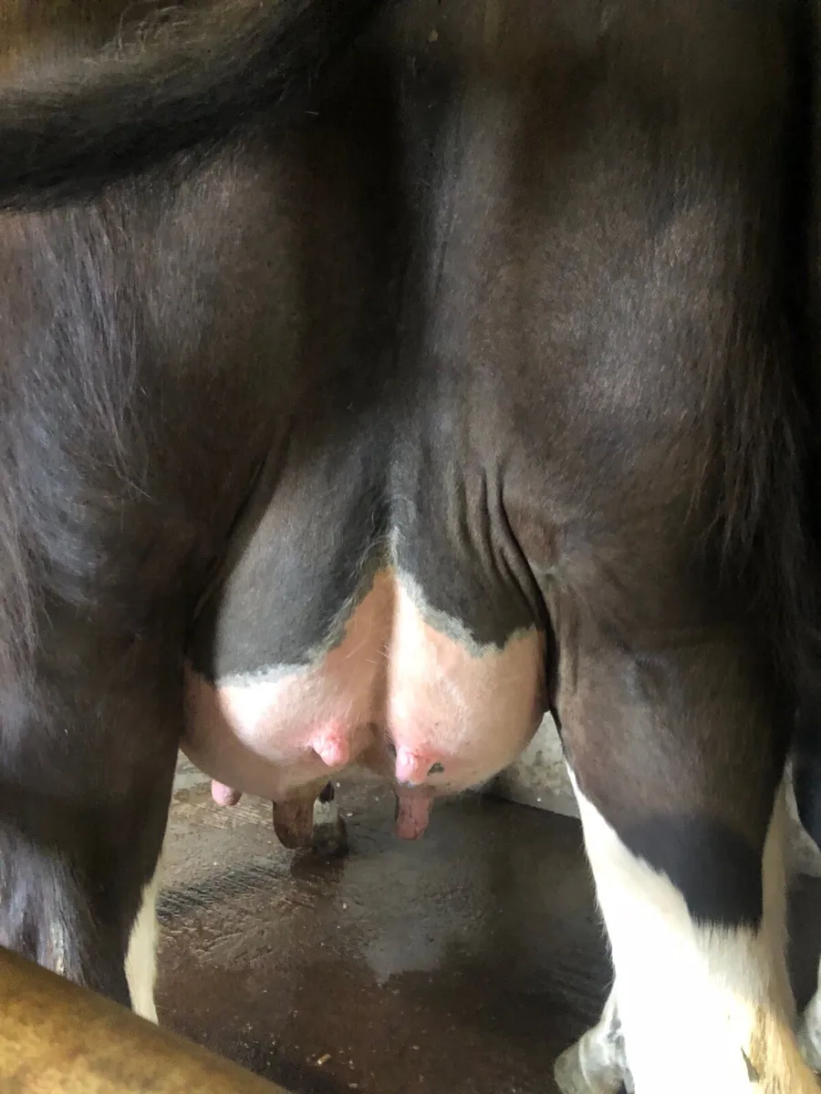 Dairy heifer - Image 3