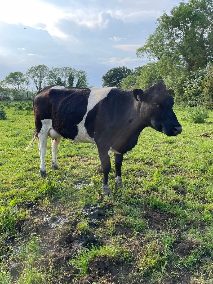 Dairy heifer - Image 1