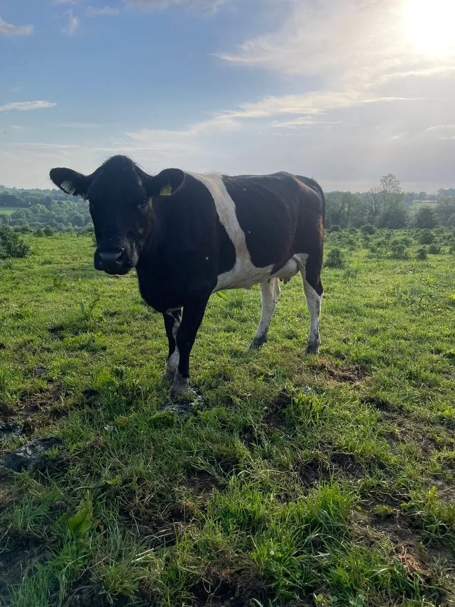 Dairy heifer - Image 4