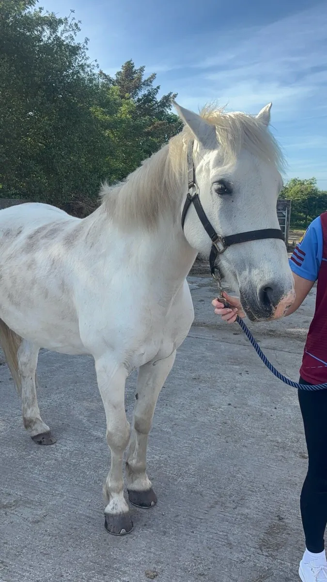 All rounder pony 14.2h - Image 2