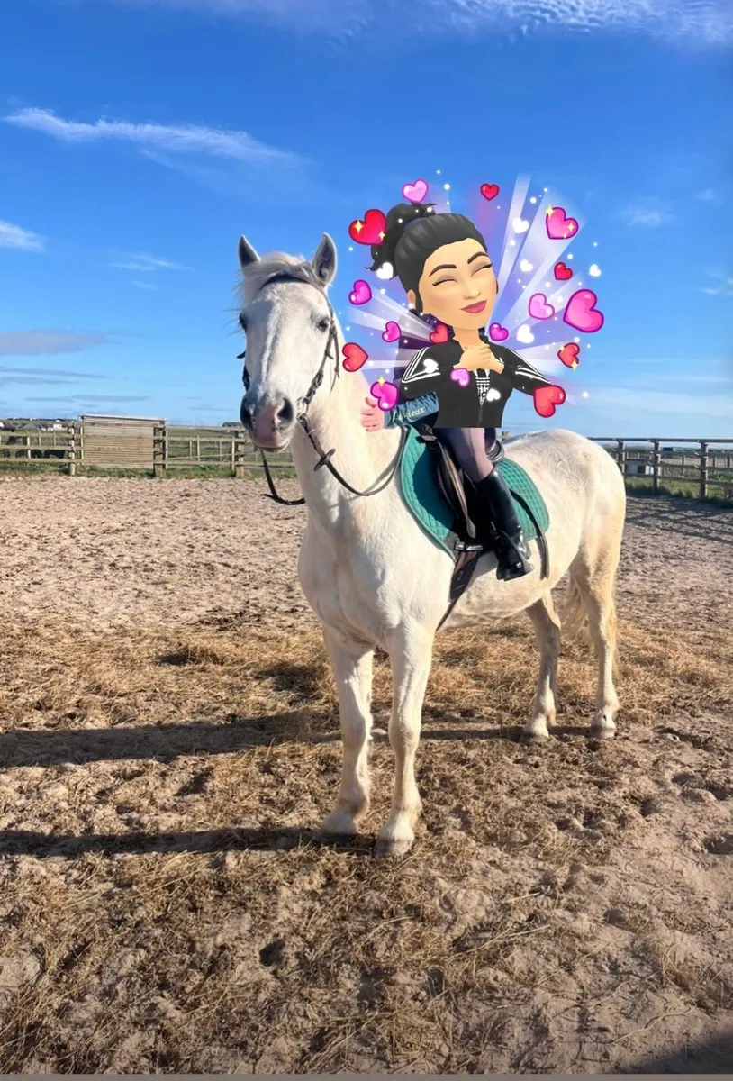 All rounder pony 14.2h - Image 1